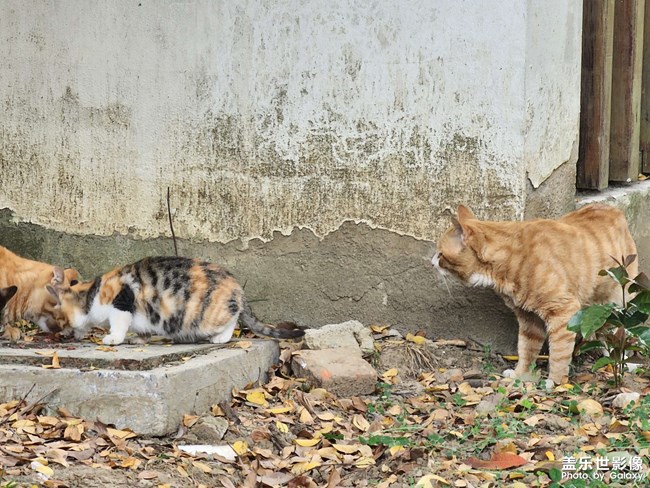 小區(qū)的貓