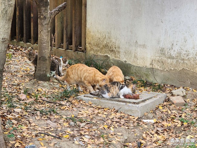 小區(qū)的貓