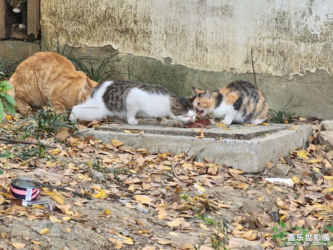 小區(qū)的貓