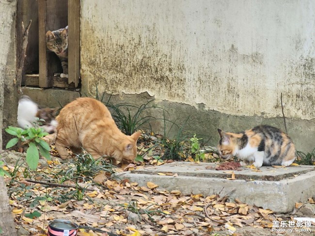 小區(qū)的貓