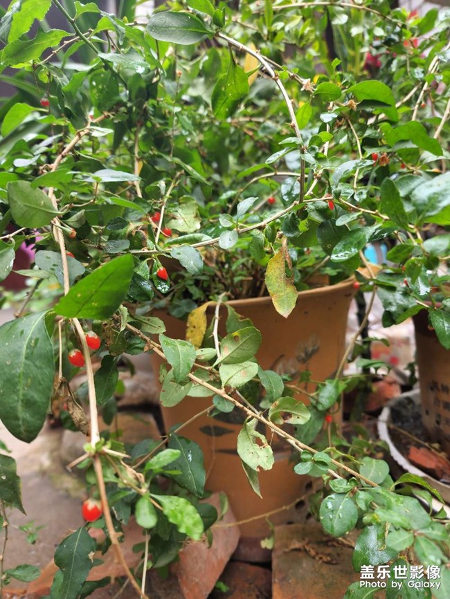 一場冬雨后，枸杞爆發(fā)了……