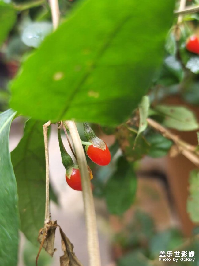 一場冬雨后，枸杞爆發(fā)了……