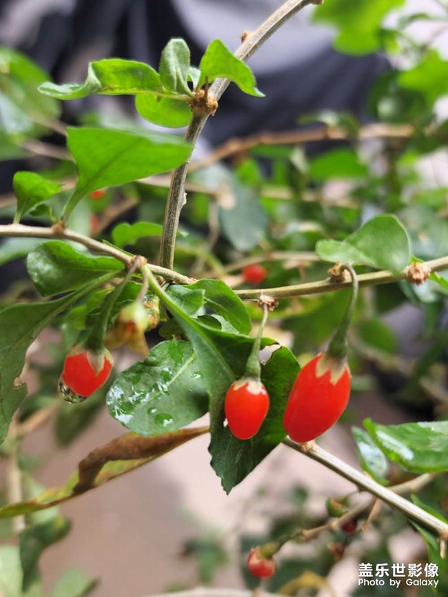 一場冬雨后，枸杞爆發(fā)了……
