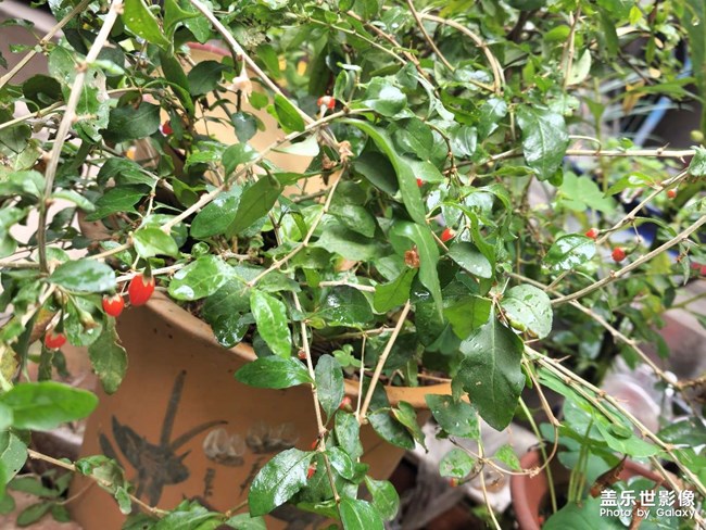 一場冬雨后，枸杞爆發(fā)了……