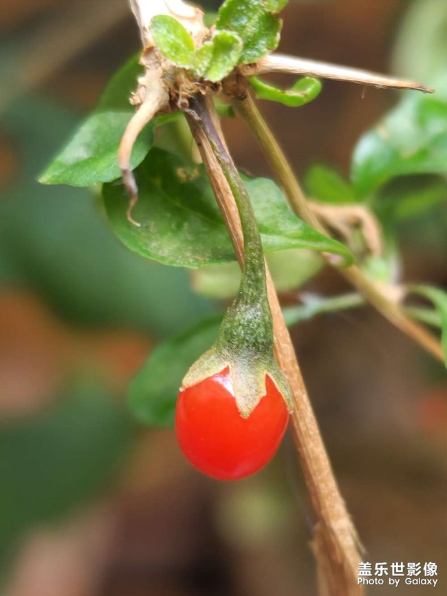 一場冬雨后，枸杞爆發(fā)了……