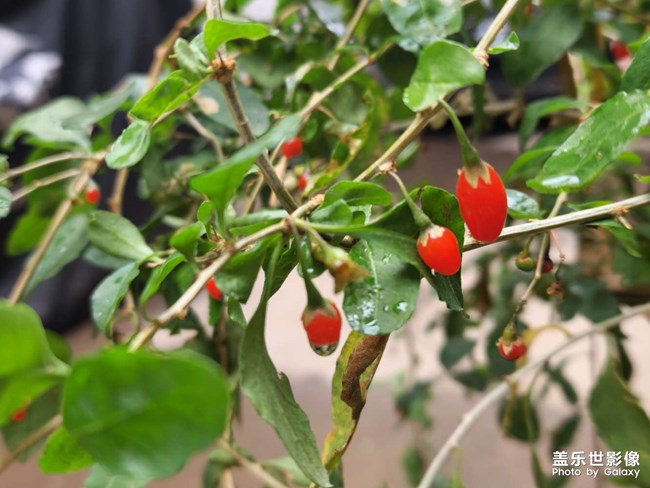 一場冬雨后，枸杞爆發(fā)了……