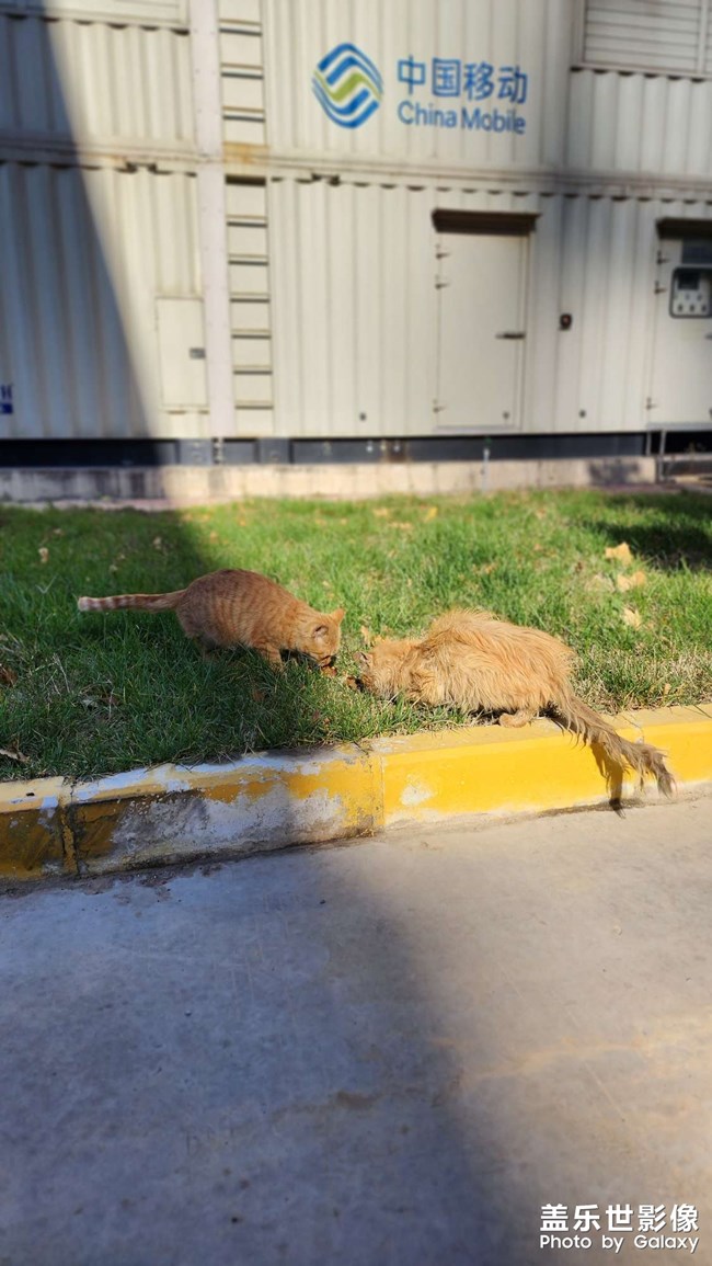 天氣超好，繼續(xù)喂喵~