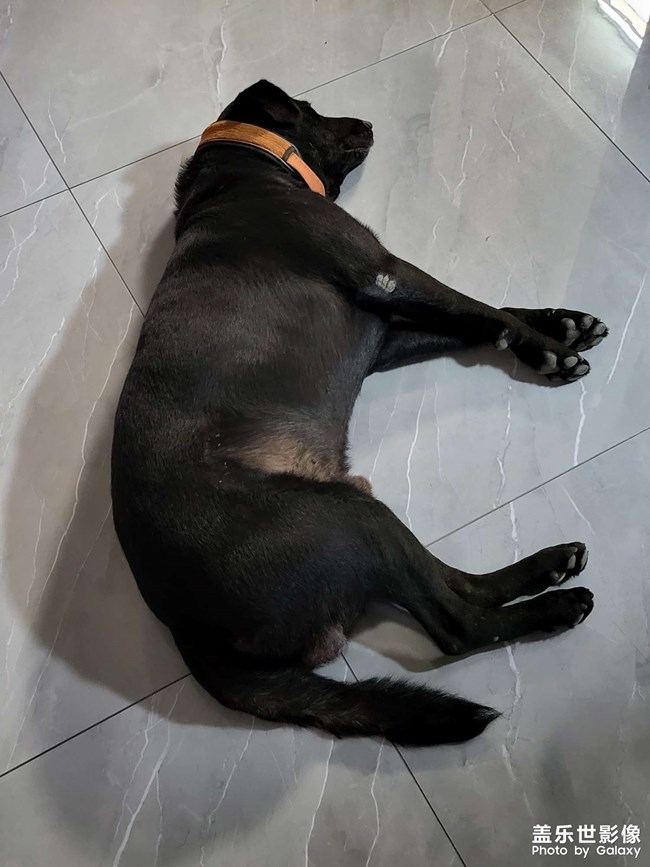 當(dāng)兒子還好玩。