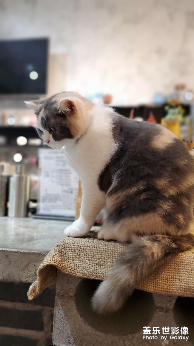 貓的世界我不懂…