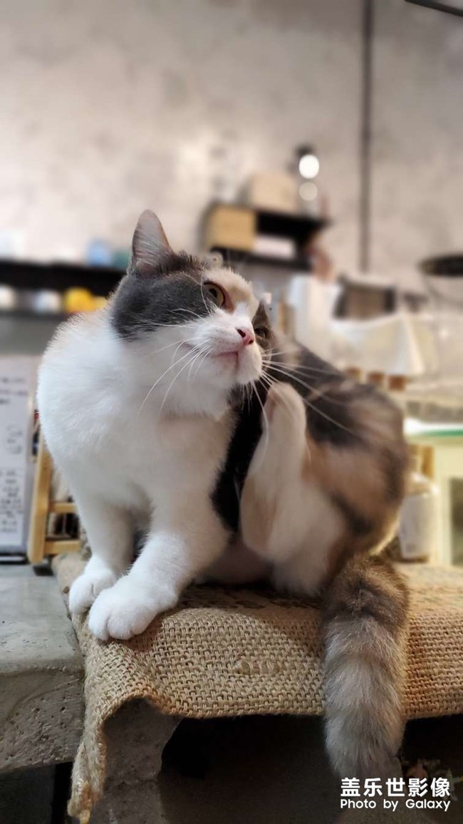 貓的世界我不懂…