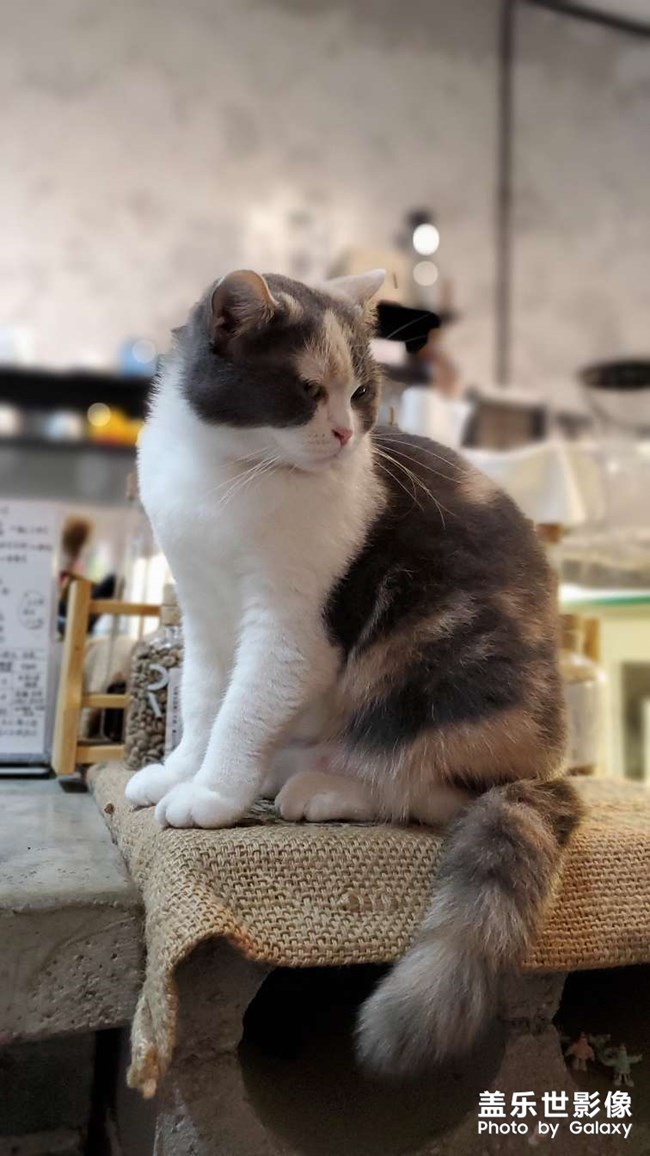 貓的世界我不懂…