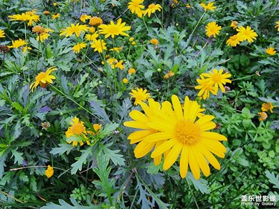 隨手一拍，走馬觀花。