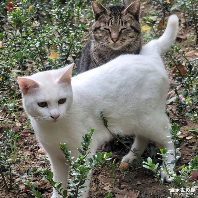 長焦拍貓咪