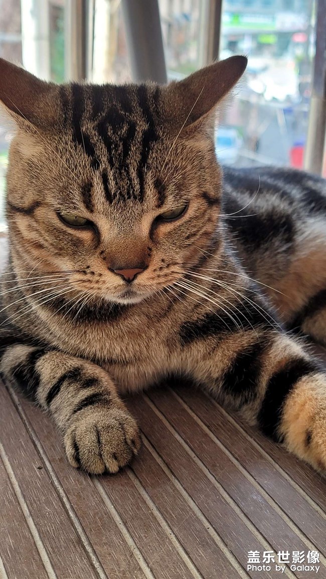 帥氣的小貓咪。。。。