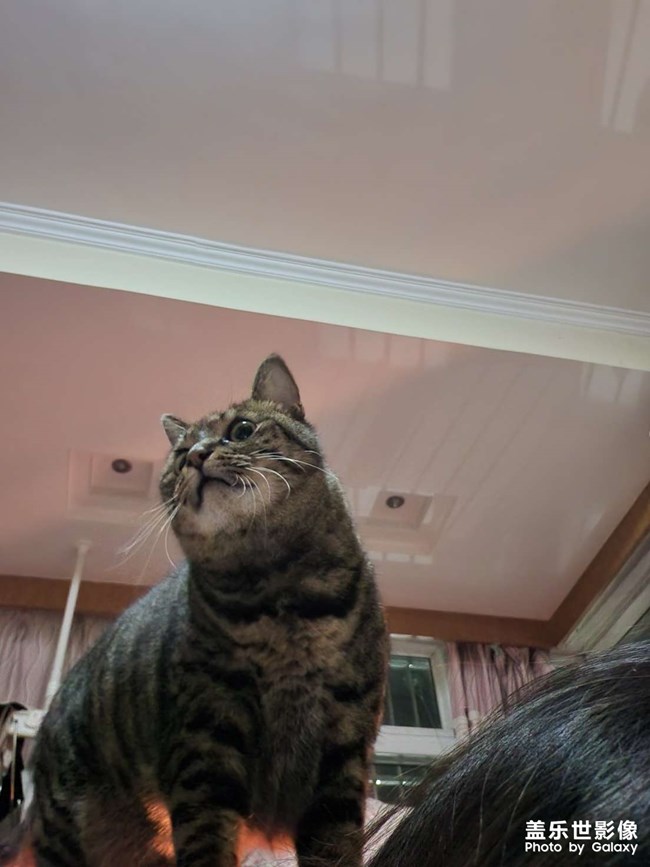 為了一口吃的跑到我背上要飯??