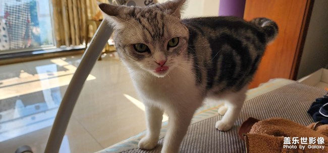 貓狗雙全 幸福相伴