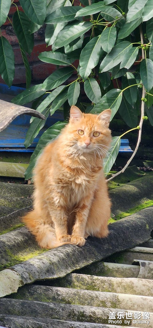 貓狗雙全 幸福相伴