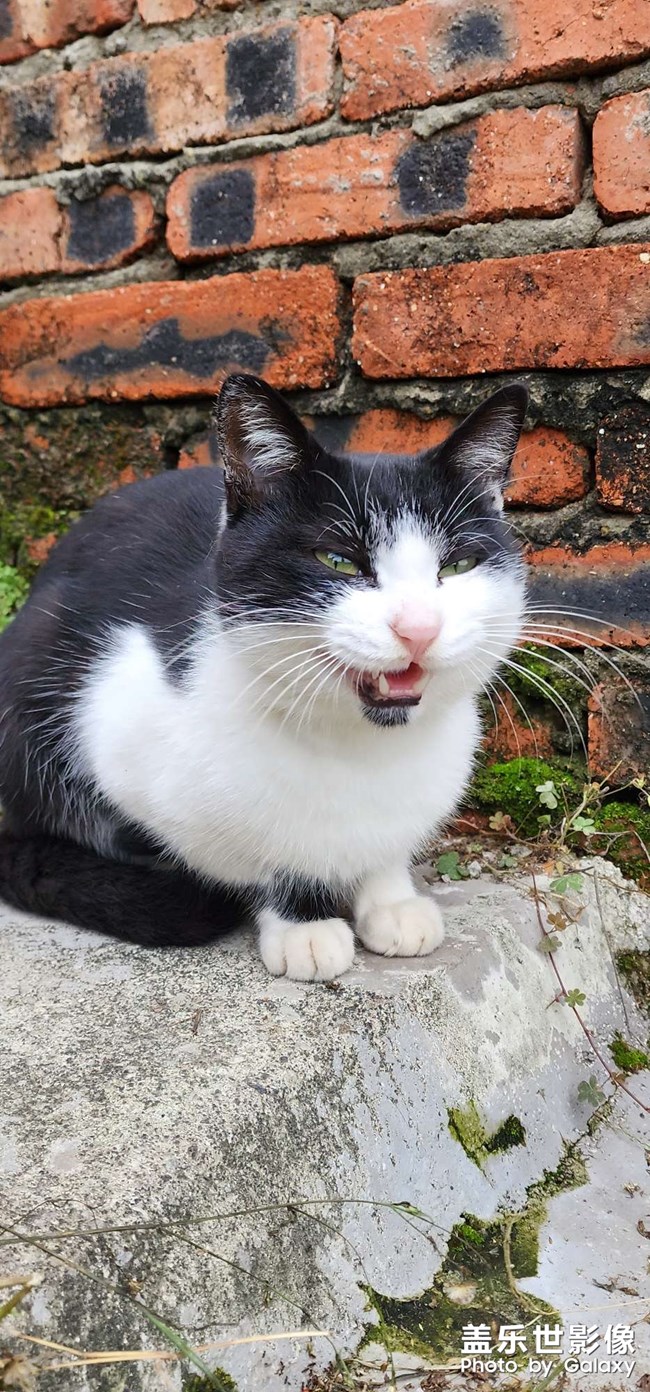 貓狗雙全 幸福相伴