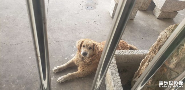 我的狗狗