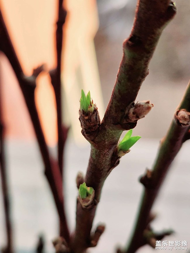 桃花開桃花運(yùn)來