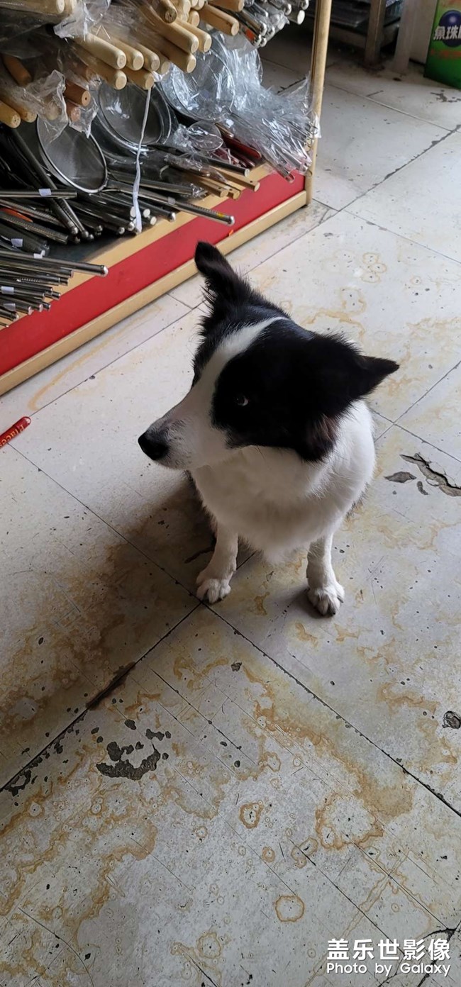 邊牧可愛(ài)的邊牧 很不錯(cuò)