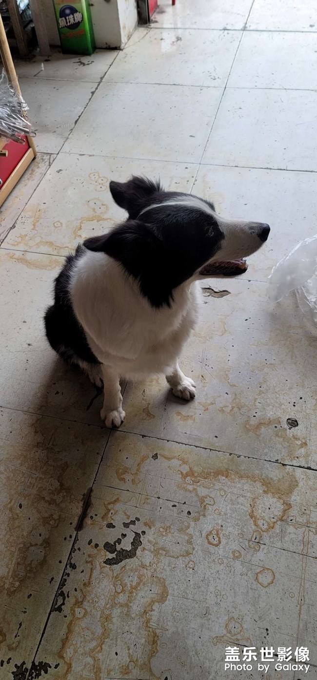 邊牧可愛(ài)的邊牧 很不錯(cuò)