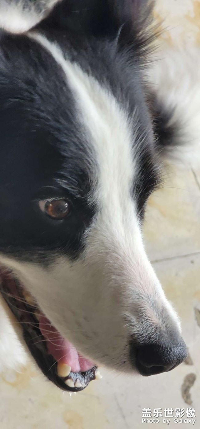 邊牧可愛(ài)的邊牧 很不錯(cuò)