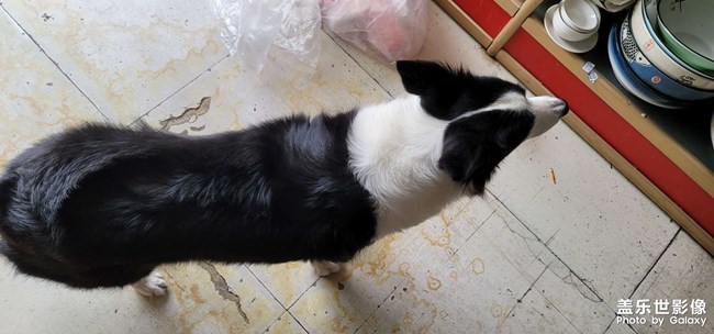 邊牧可愛(ài)的邊牧 很不錯(cuò)