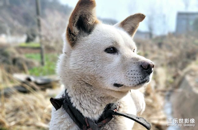 農(nóng)村的中華田園犬??