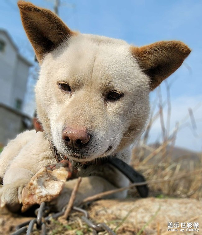 農(nóng)村的中華田園犬??