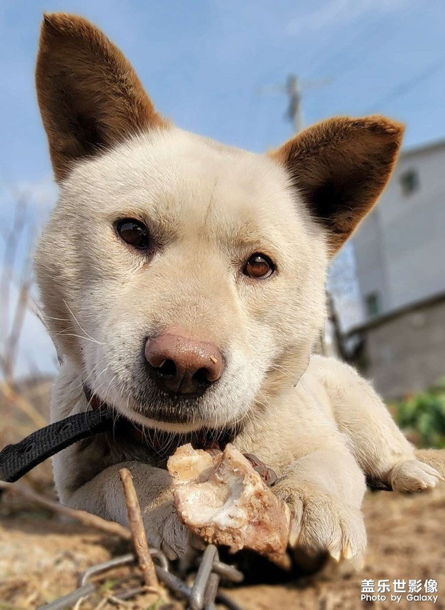 農(nóng)村的中華田園犬??
