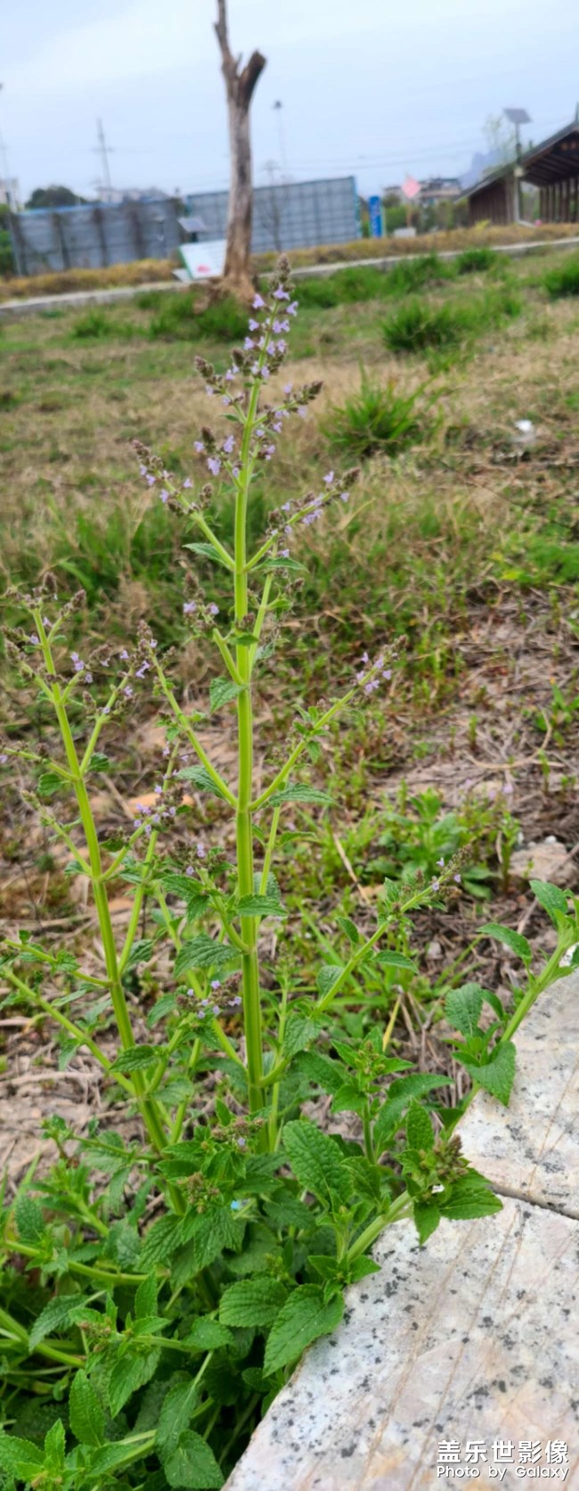 頭暈得很。。