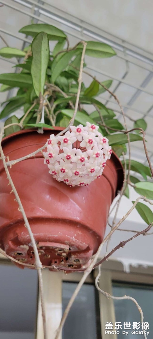 球蘭開(kāi)花了