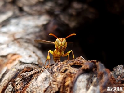 【美好時光】與蜂兒擦肩