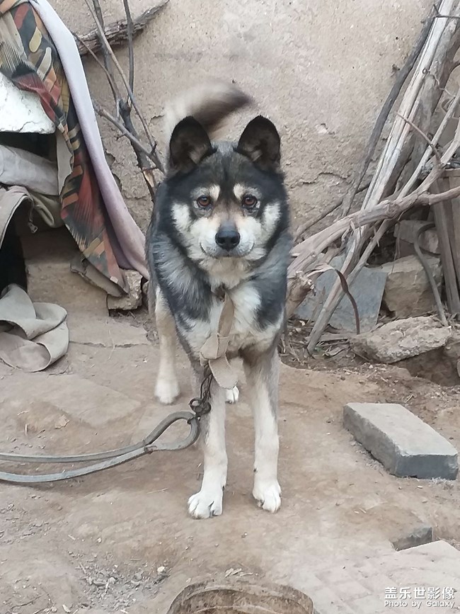 勇敢的黑子值班記