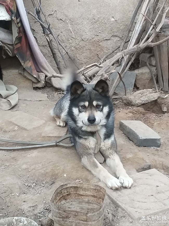 勇敢的黑子值班記