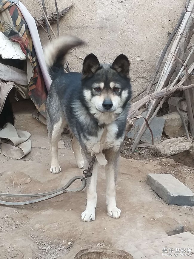 勇敢的黑子值班記