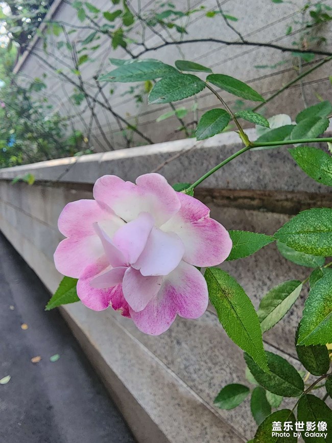 花的品種是什么呢