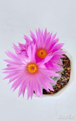 【相約春天】家里的仙人球