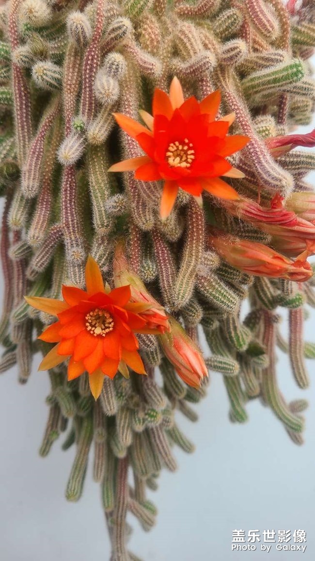 鼠尾蓮又開花了