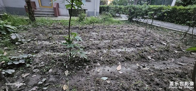 隨手拍