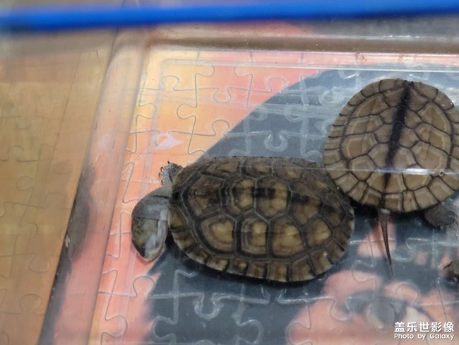 奇奇怪怪的睡姿