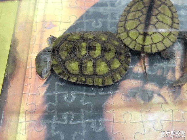 奇奇怪怪的睡姿