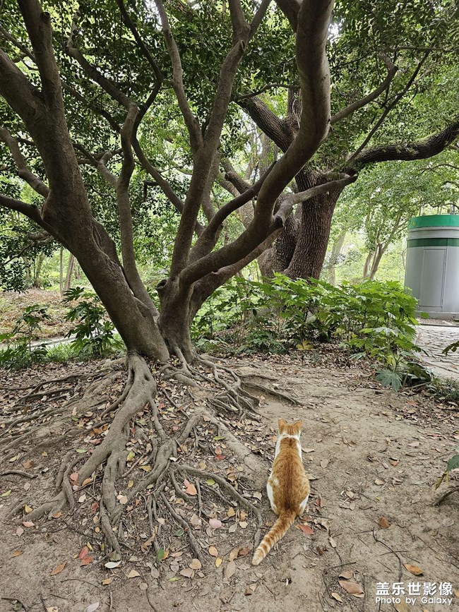 公園的貓