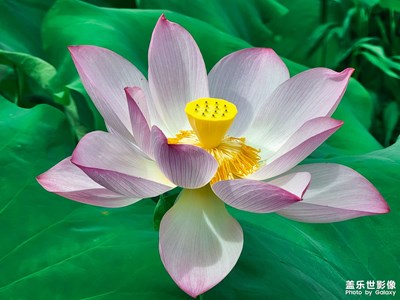 又到一年賞荷時(shí)