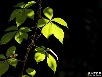 【最美初秋】葉之光影