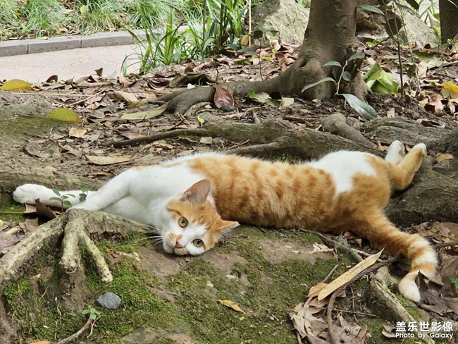 公園干凈的橘白咪