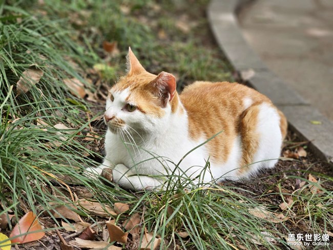 公園干凈的橘白咪