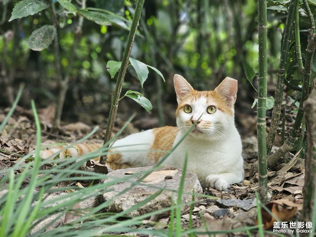 公園干凈的橘白咪