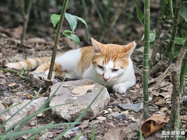 公園干凈的橘白咪